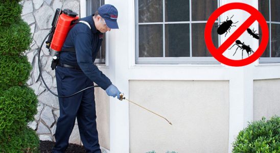 Bor Tahtakurusu İlaçlama böcek ilaçlama ve haşere kontrolü — ilaclama-tr.com